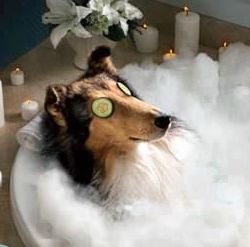 Milk Spa Mr Teddy Bear