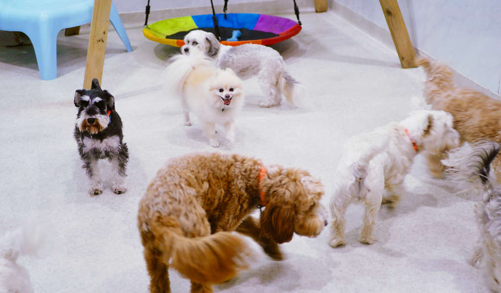 Mr Teddy Bear Day care - dogs