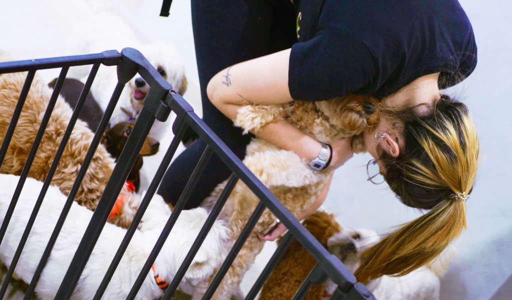 Mr Teddy Bear Day care - dogs