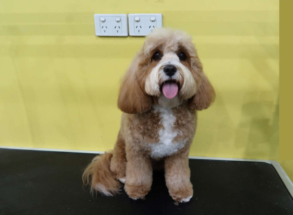 Small Dog being groomed at Mr Teddy Bear