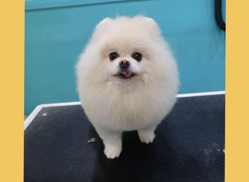 Small Dog being groomed at Mr Teddy Bear