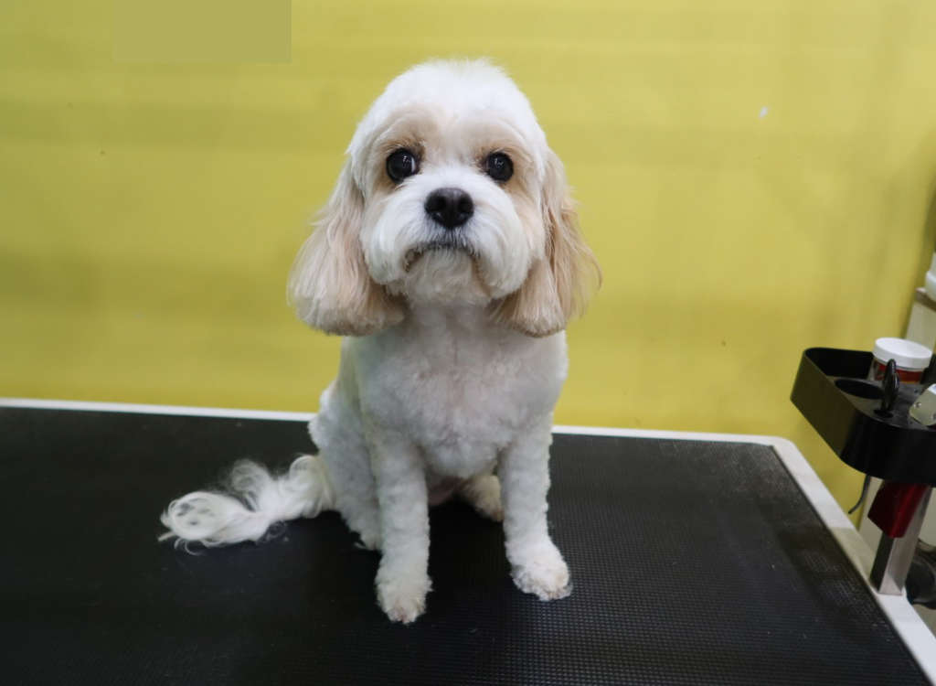 Cavachon teddy bear cut 2025