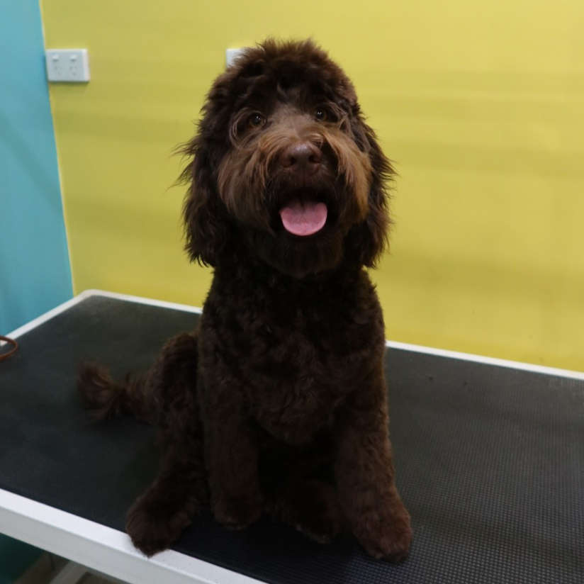 Small Dog  at Mr Teddy Bear