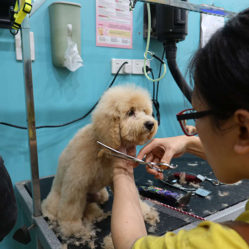 Small Dog being groomed at Mr Teddy Bear