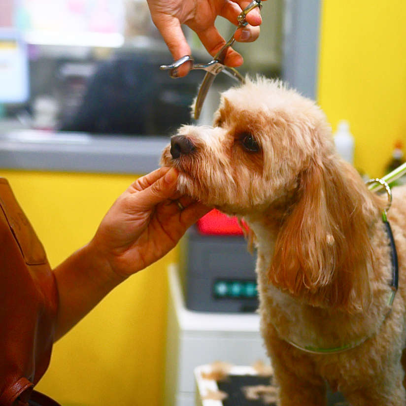 Small Dog being groomed at Mr Teddy Bear
