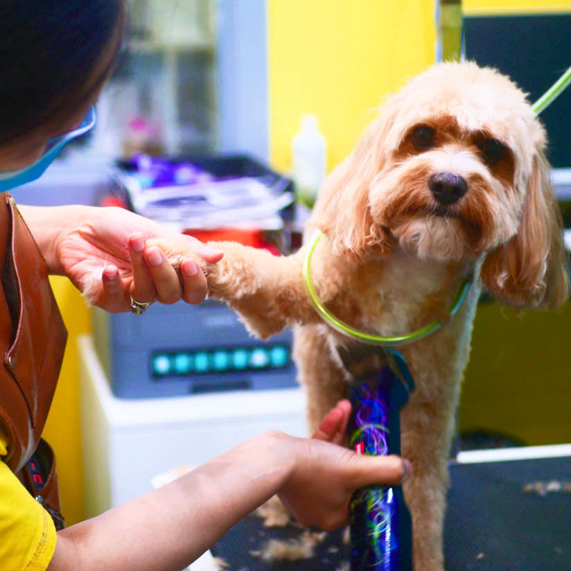 Small Dog being groomed at Mr Teddy Bear