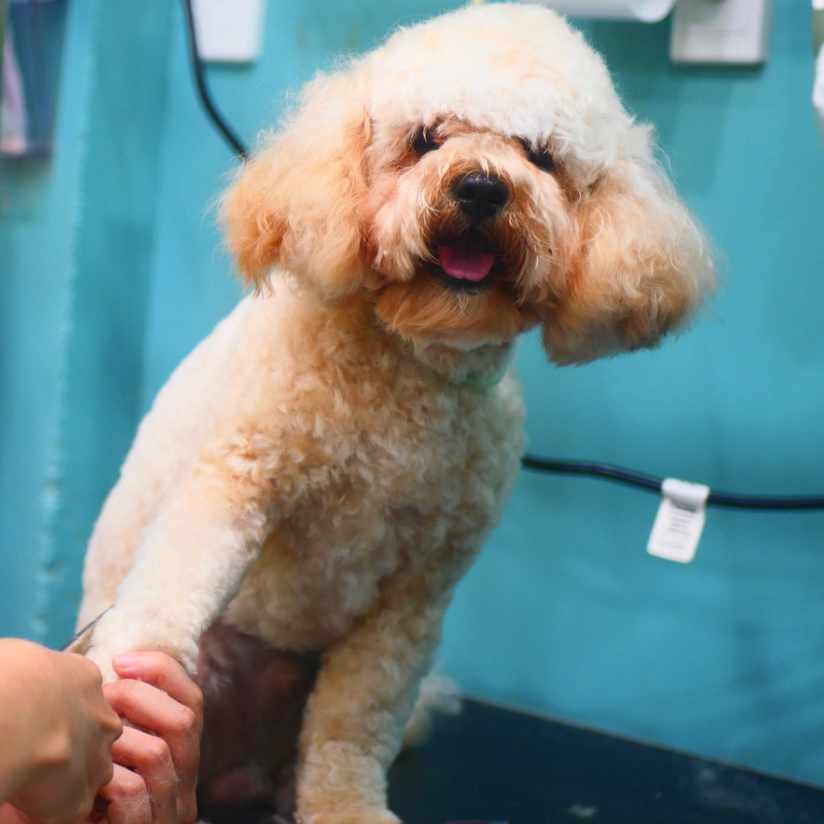 Small Dog being groomed at Mr Teddy Bear