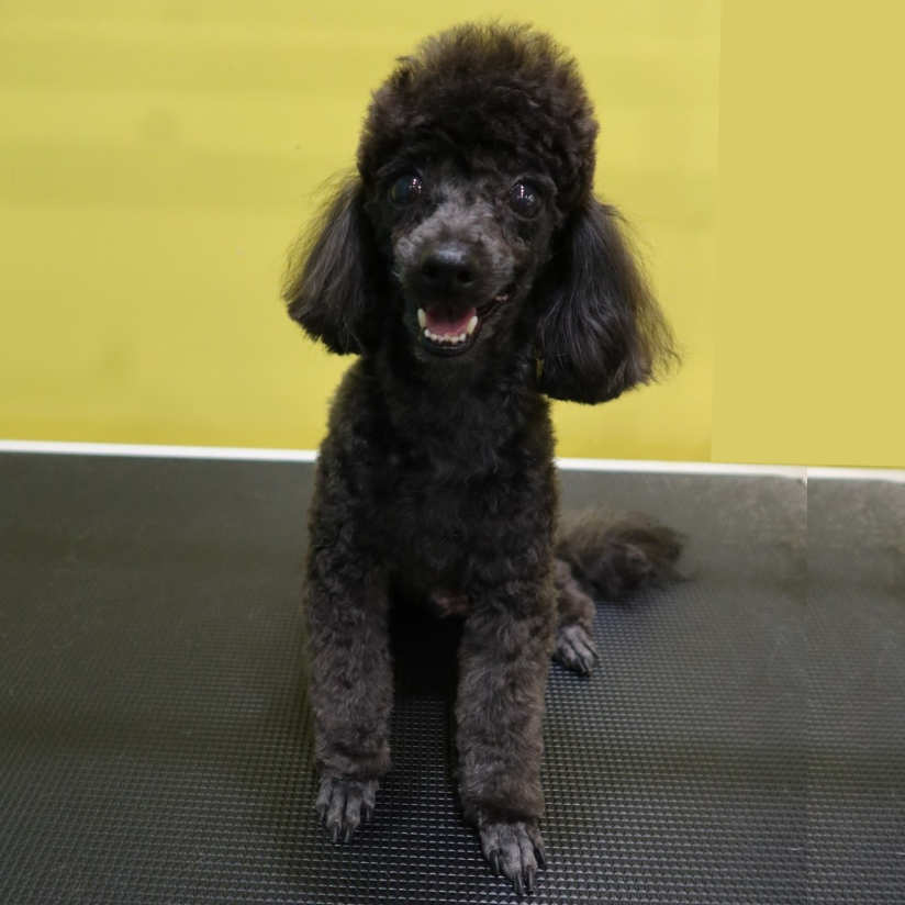 Small Dog at Mr Teddy Bear