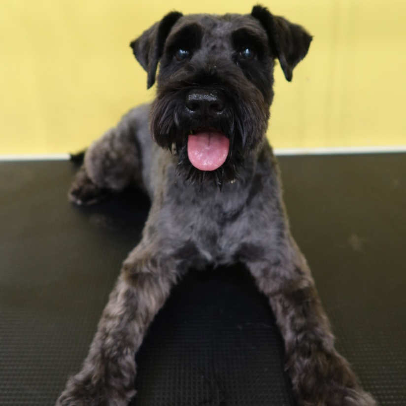 Small Dog being groomed at Mr Teddy Bear
