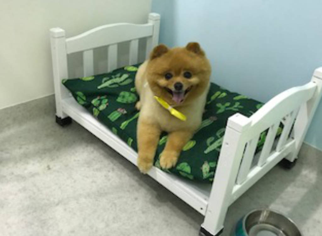 Mr. Teddy Bear dog boarding