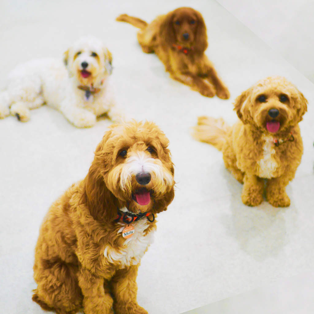Dog teddy shop bear online