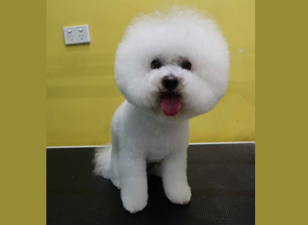 Small Dog being groomed at Mr Teddy Bear