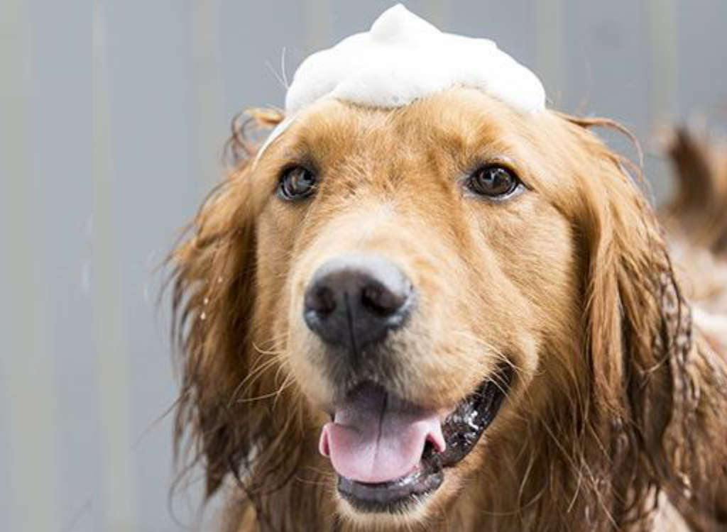 Teddy bear 2025 dog care