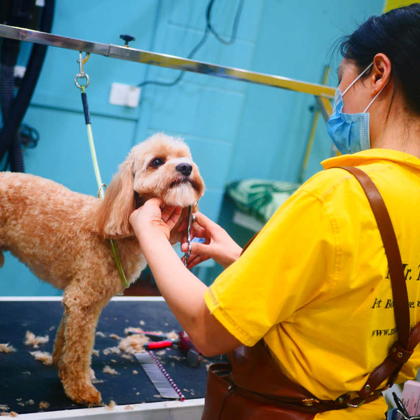 Mr. Teddy Bear dog being groomed