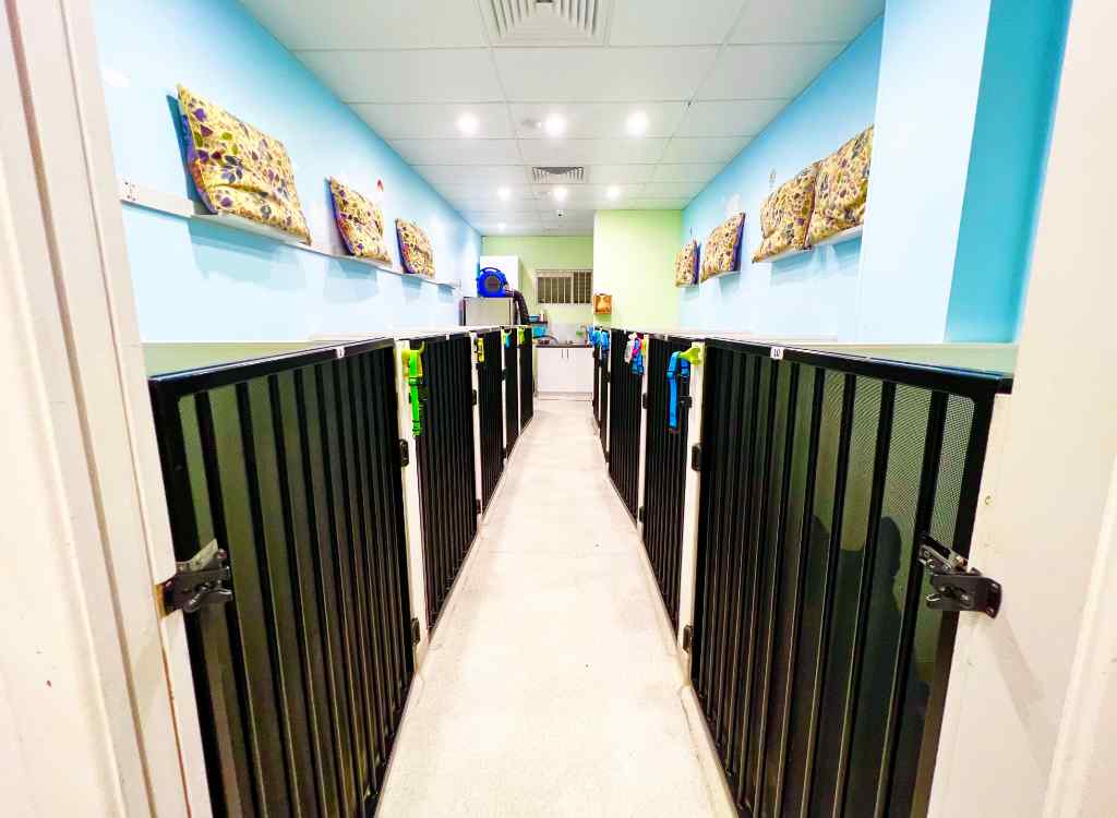 Mr. Teddy Bear dog boarding