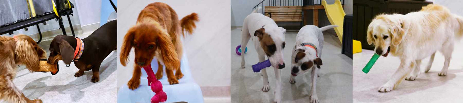 Mr. Teddy Bear dog day care