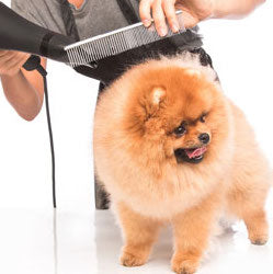 Grooming  Mr Teddy Bear